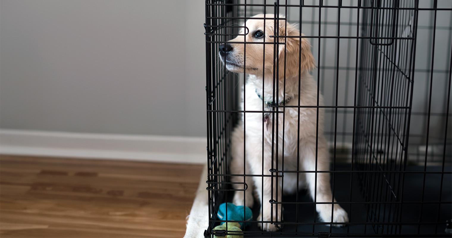 Can You Crate Train A Dog With Separation Anxiety?