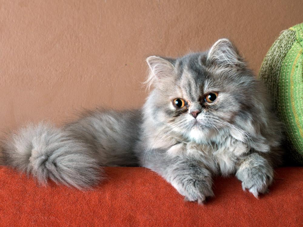 Gray persian cat