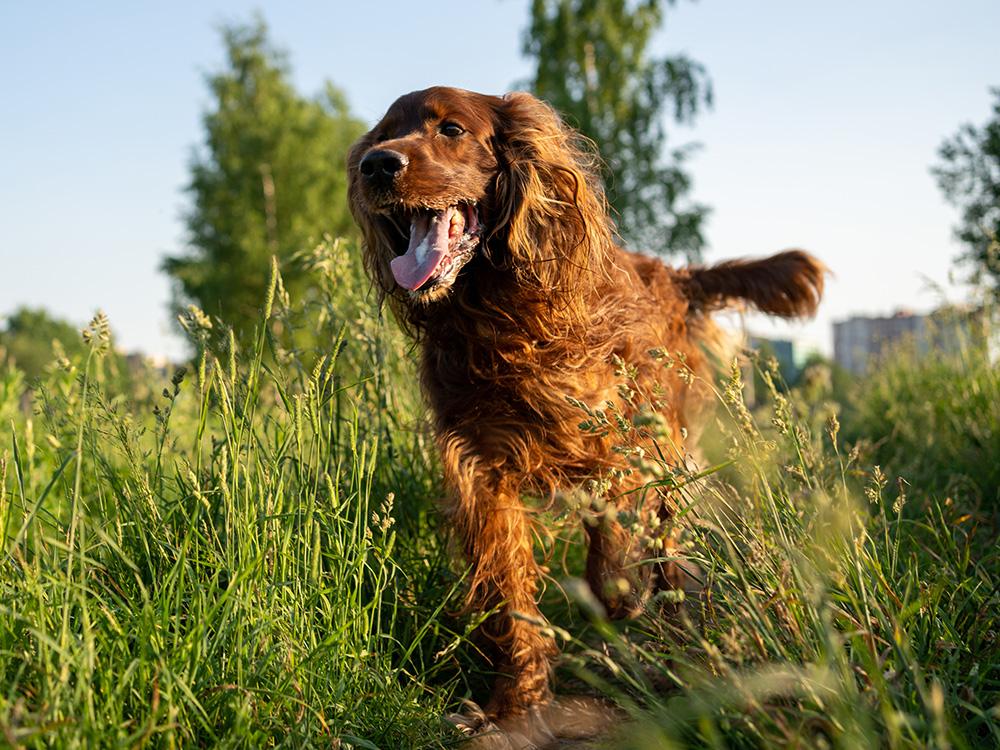 English Setter