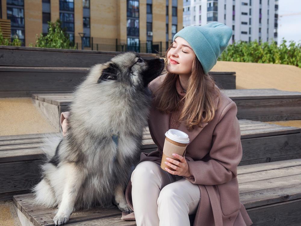 Keeshond