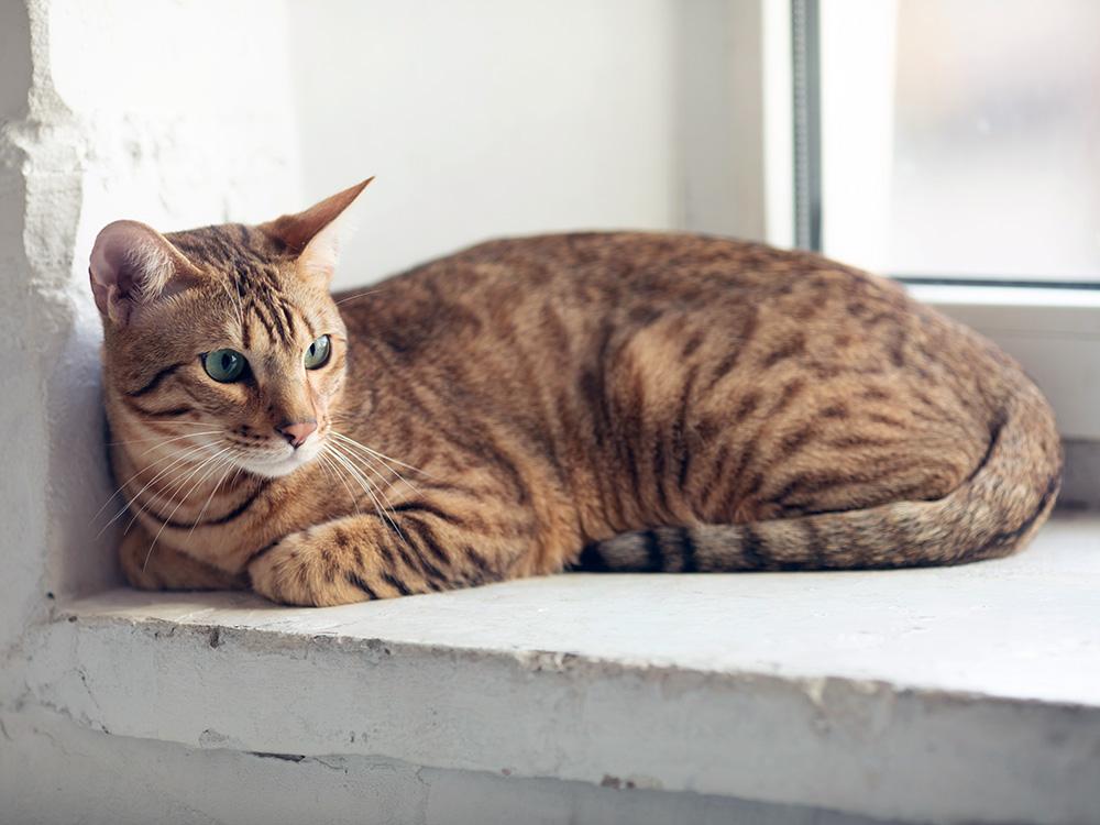 serengeti cat on window sil