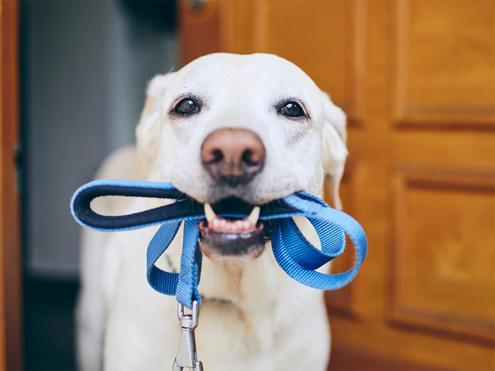 Labrador retriever with leash in mouth