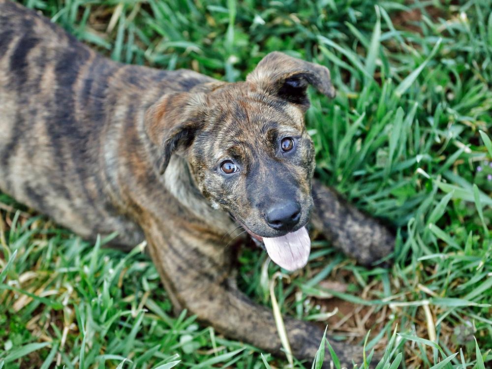 100+ Brindle Dog Names for Your Marbly Pup