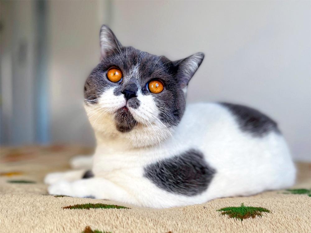 harlequin gray British shorthair cat on rug