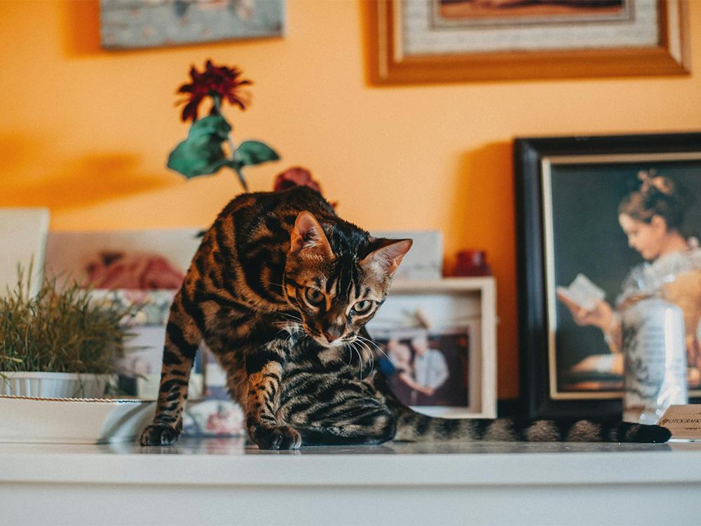 Bengal cat on counter top