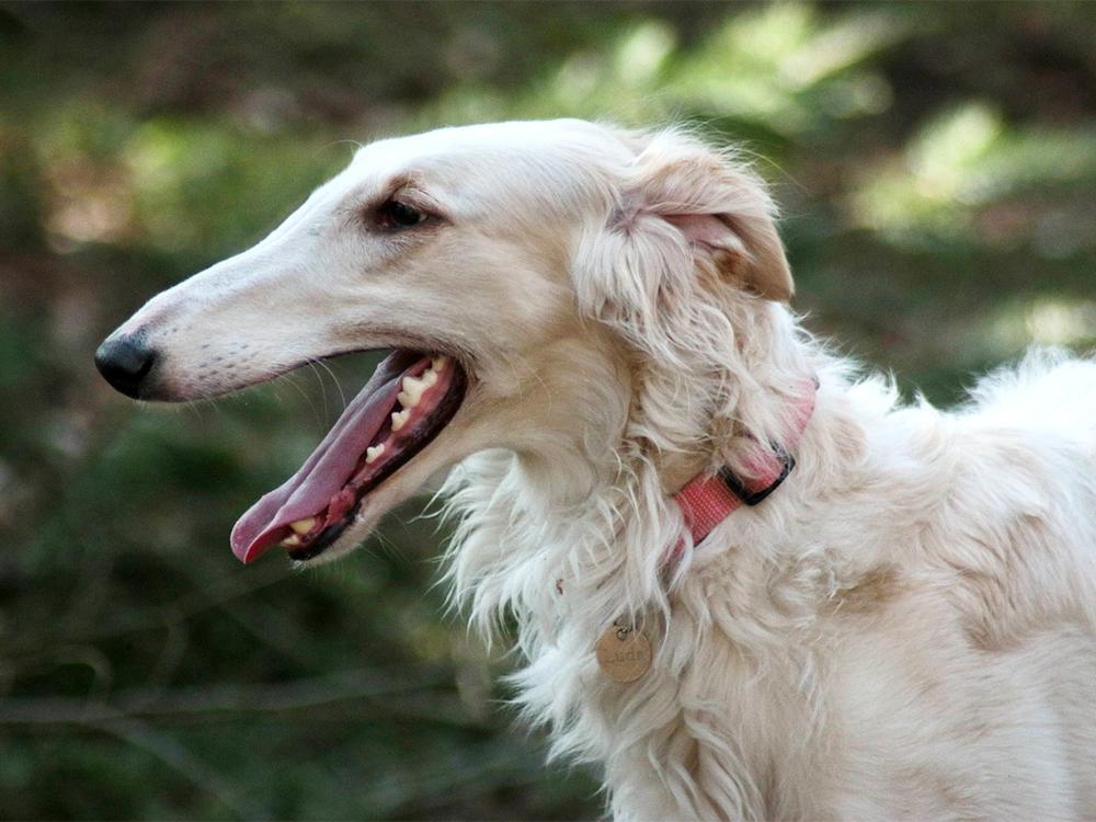 happy Borzoi dog