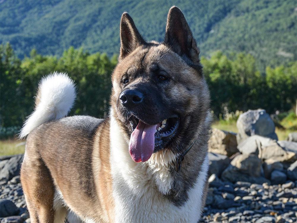  American Akita