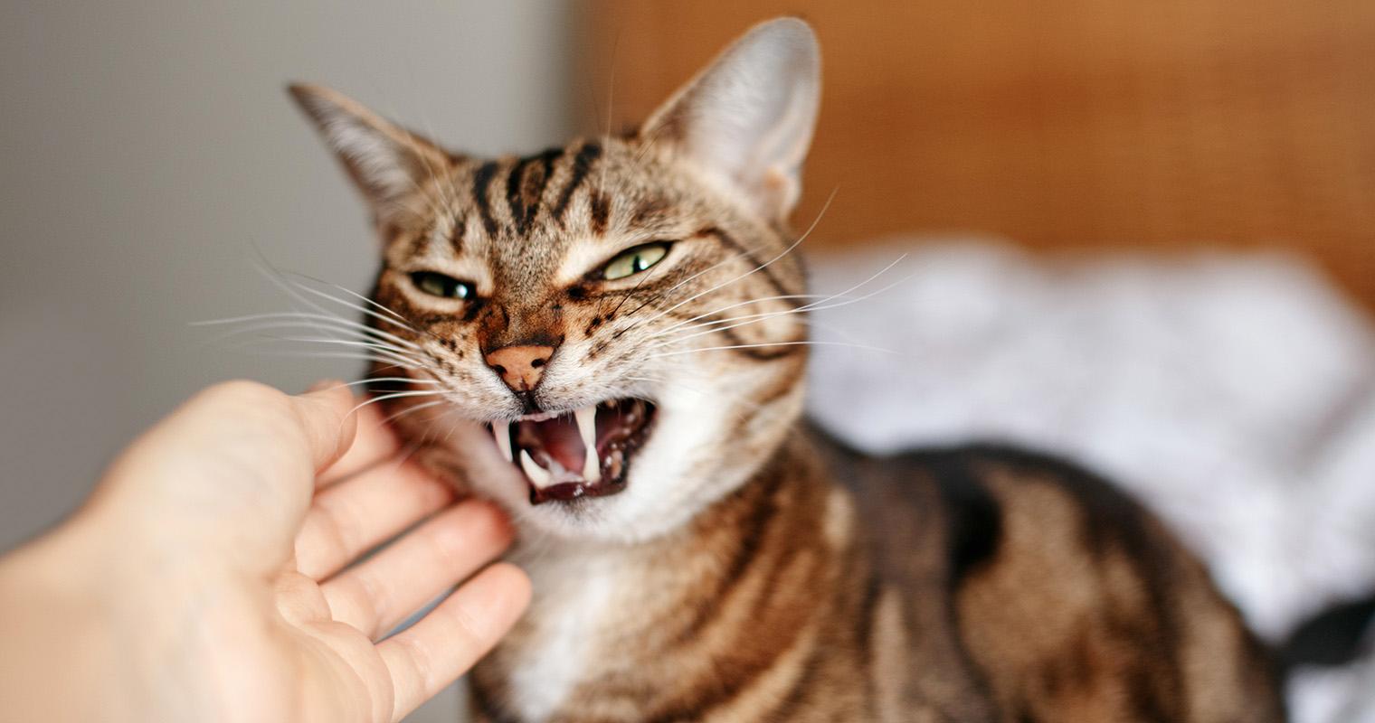 5 Common Cat Behaviors Issues Explained