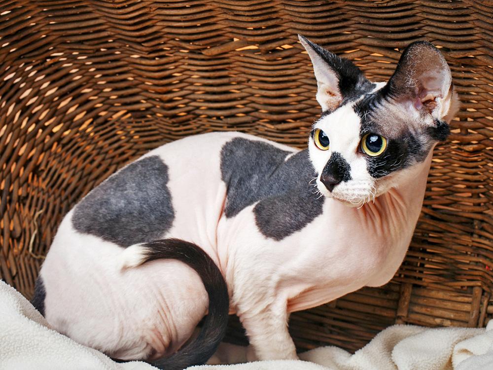 sphynx with spots