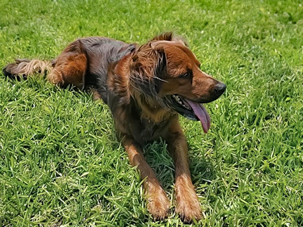 Irish Setter/German Shepherd mix