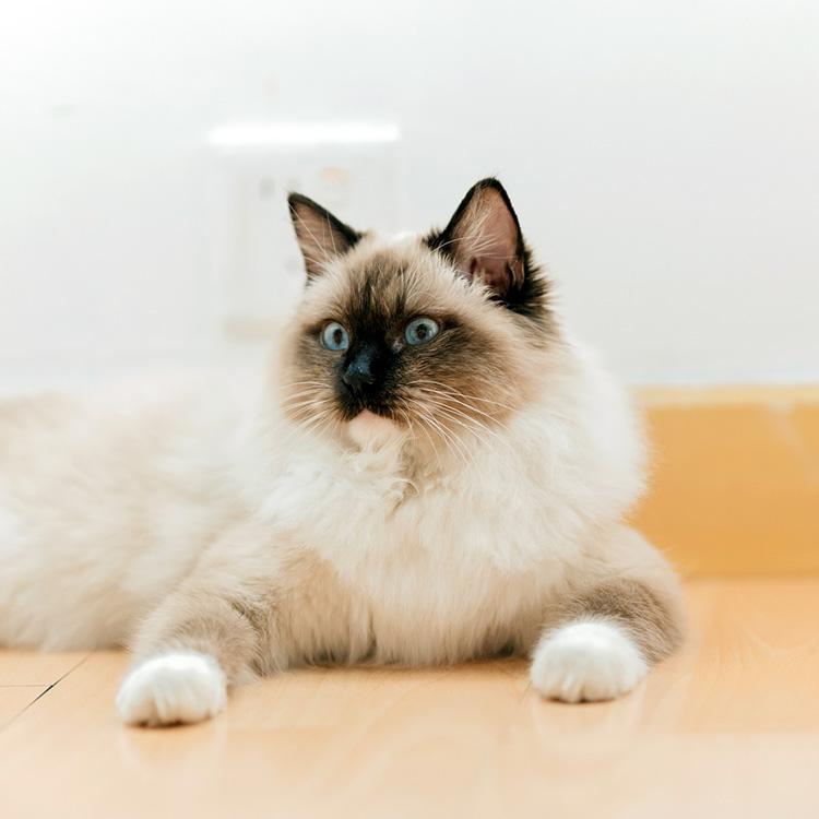 Ragdoll cat