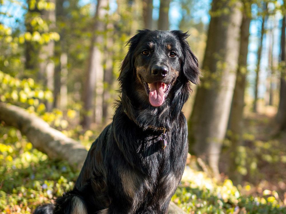 hovawart dog in the forest