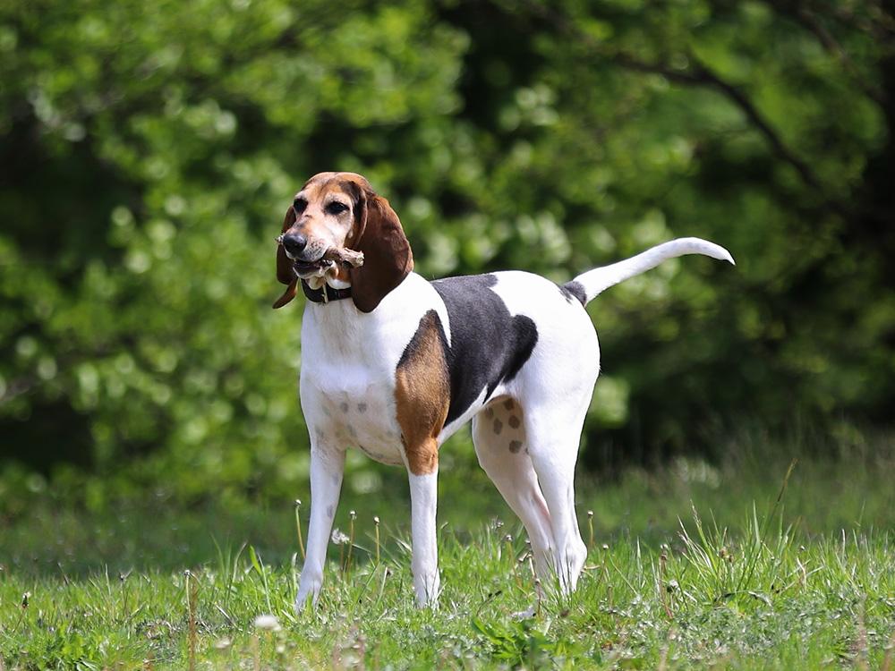 foxhound