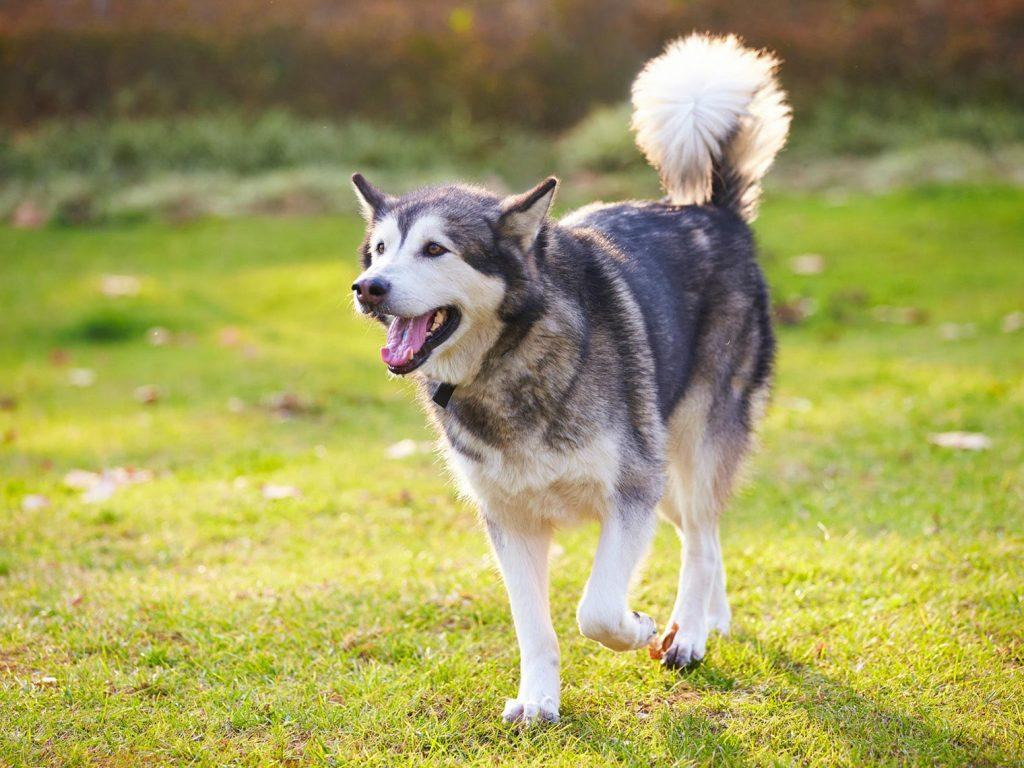 Large alaskan malamute in backyard