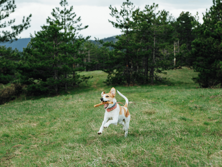 running Jack Russell Terrier