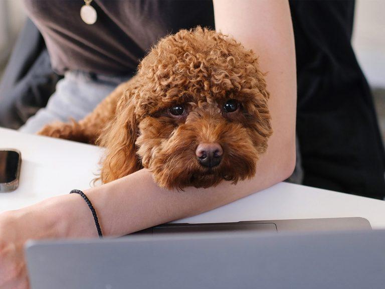 Cavapoo