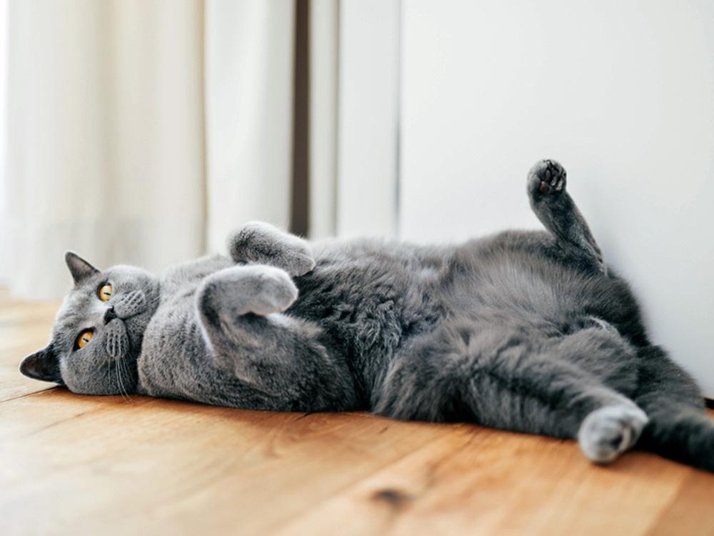 Gray british shorthair cat on back