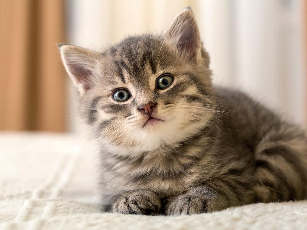 What Is Fading Kitten Syndrome?