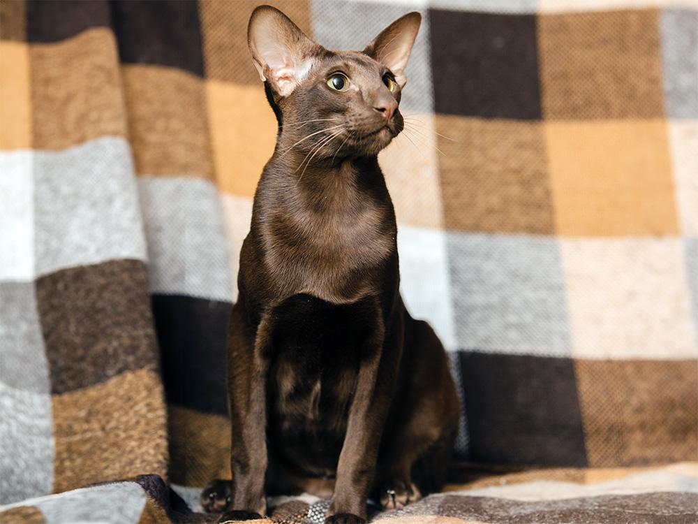 oriental shorthair cat sitting