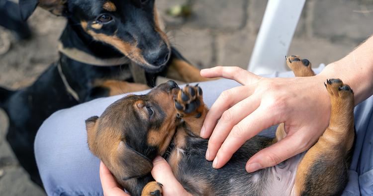 How to Treat Worms in Dogs