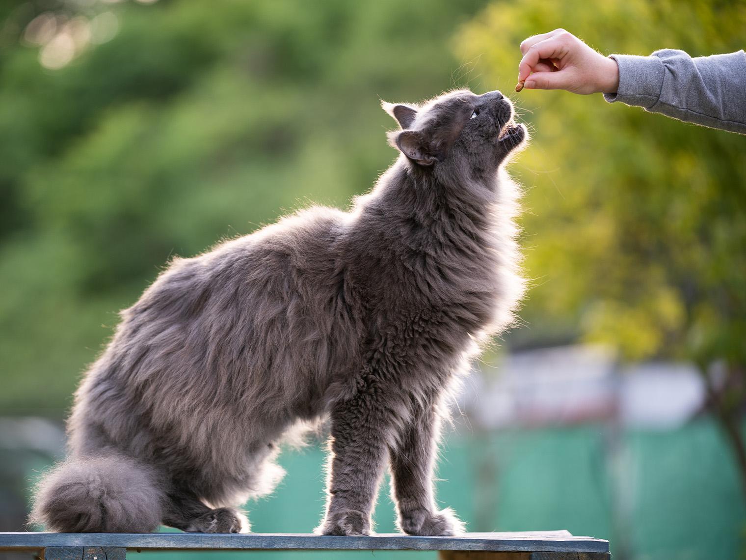 Maine coon cat takes treats