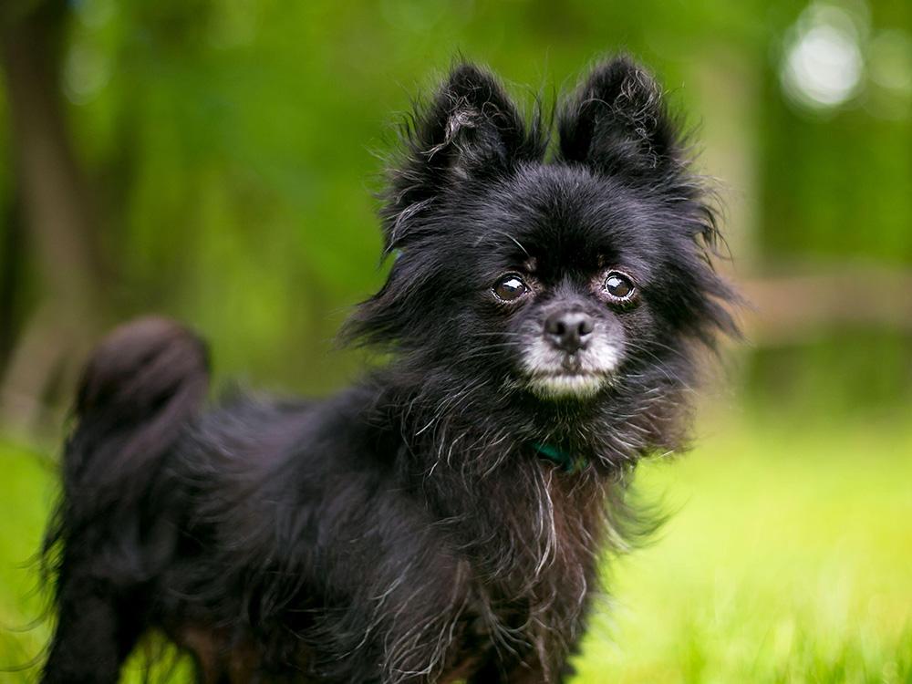 Pomchi: Pomeranian + Chihuahua