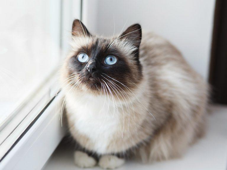 fluffy birman cat
