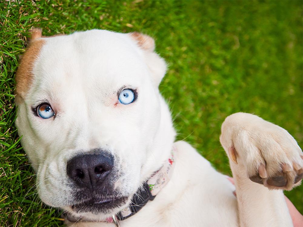 boxer husky mix