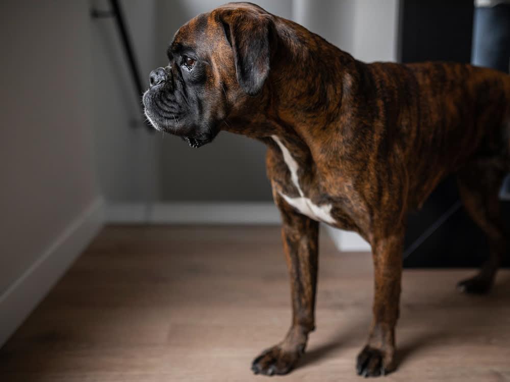 How Do I Find a Good Home for My Boxer?