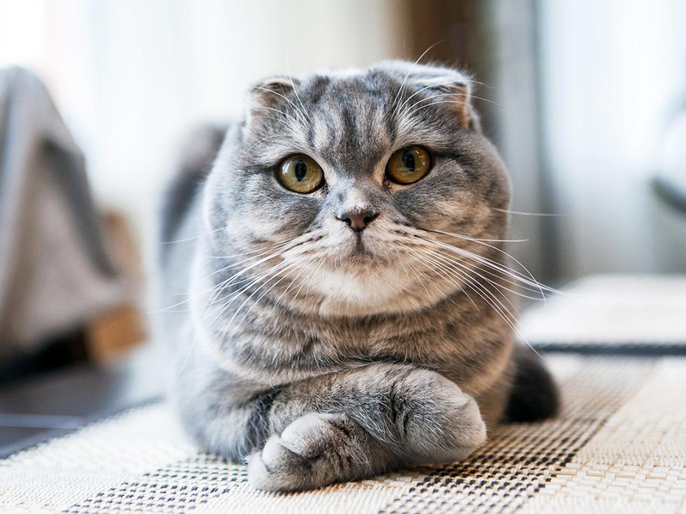 Gray scottish fold cat with folded arms