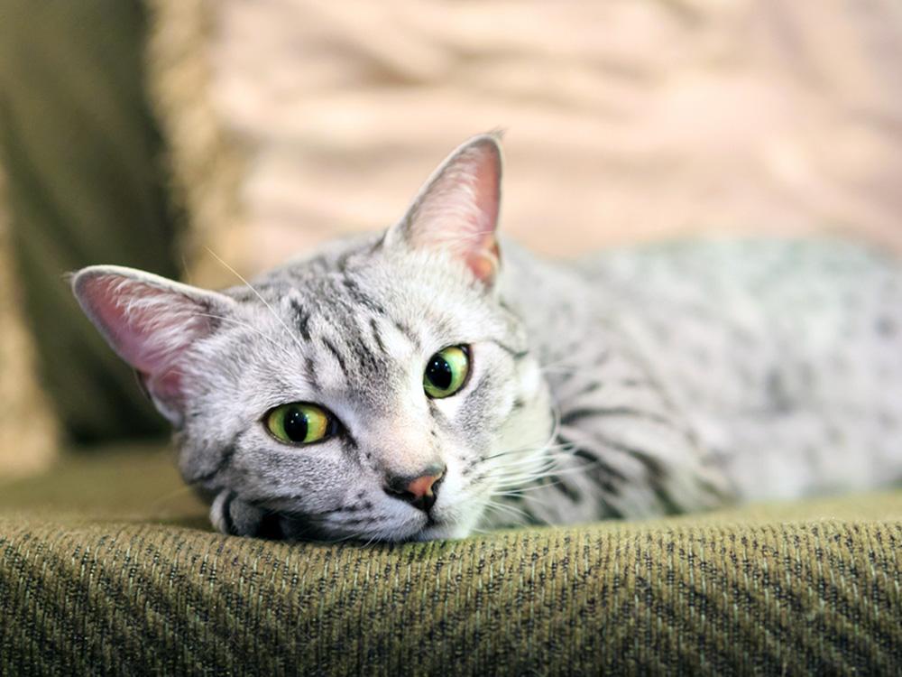 gray Egyptian Mau on sofa