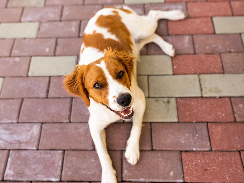 brittany dog