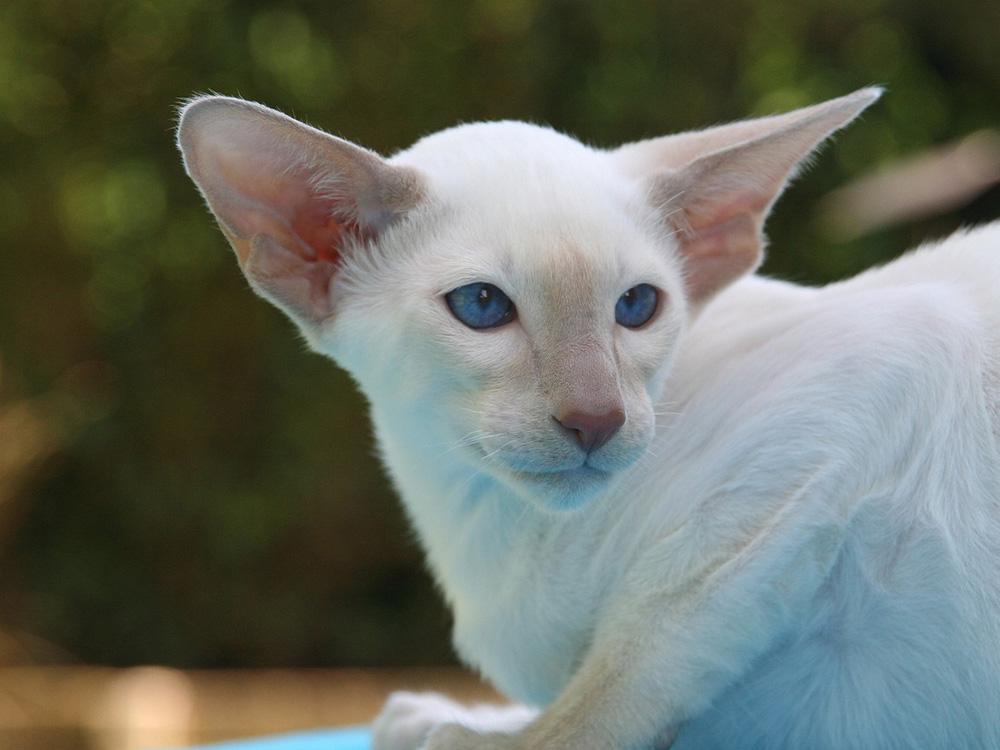 Javanese cat