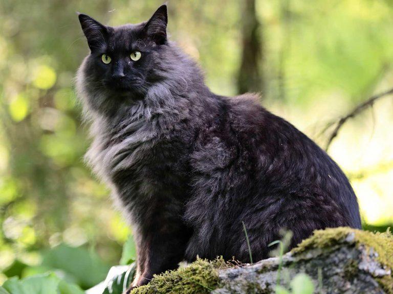 black Norwegian Forest Cat