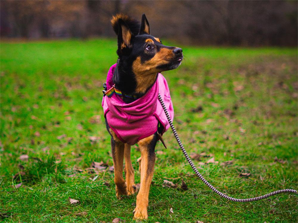 Australian Kelpie on leash