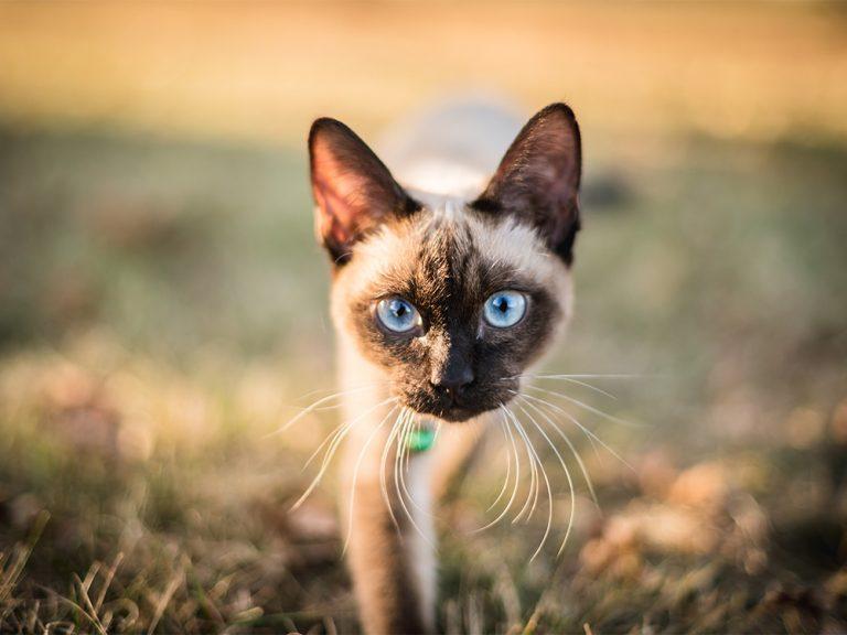 Siamese