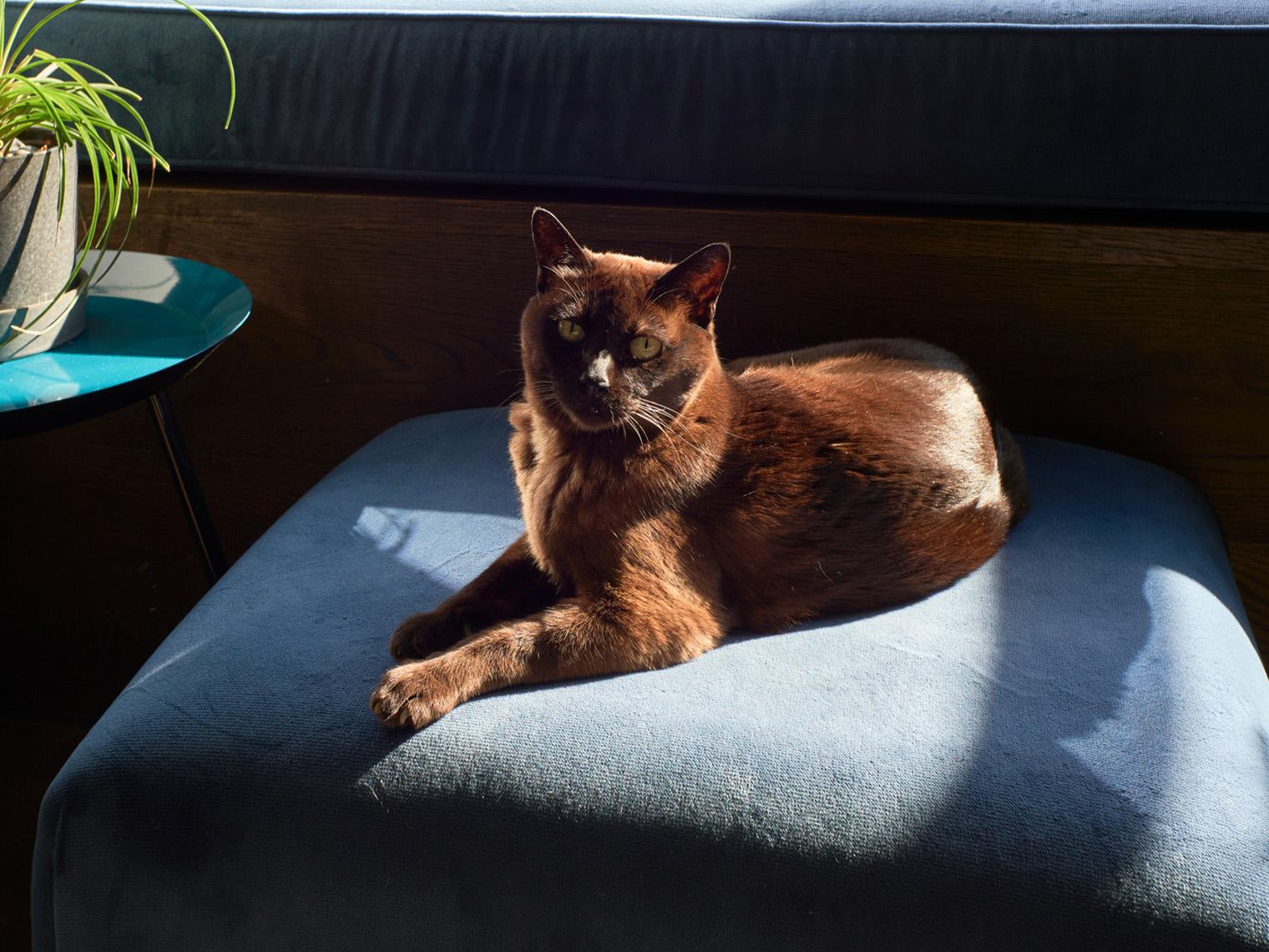 burmese cat on sofa