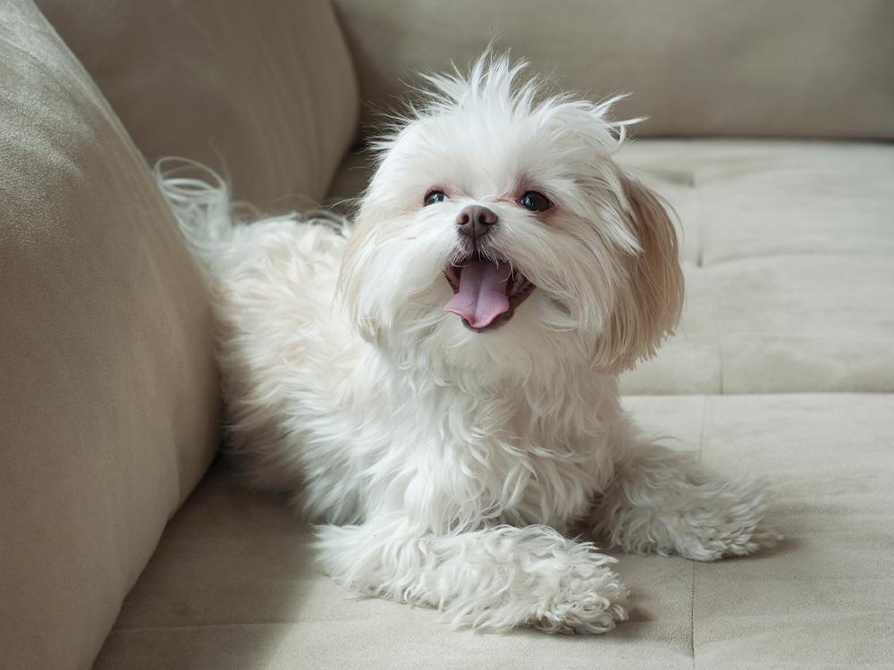 maltese dog