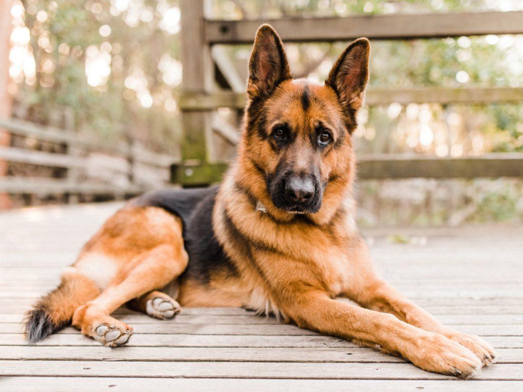 German Shepherd dog lying on a deck