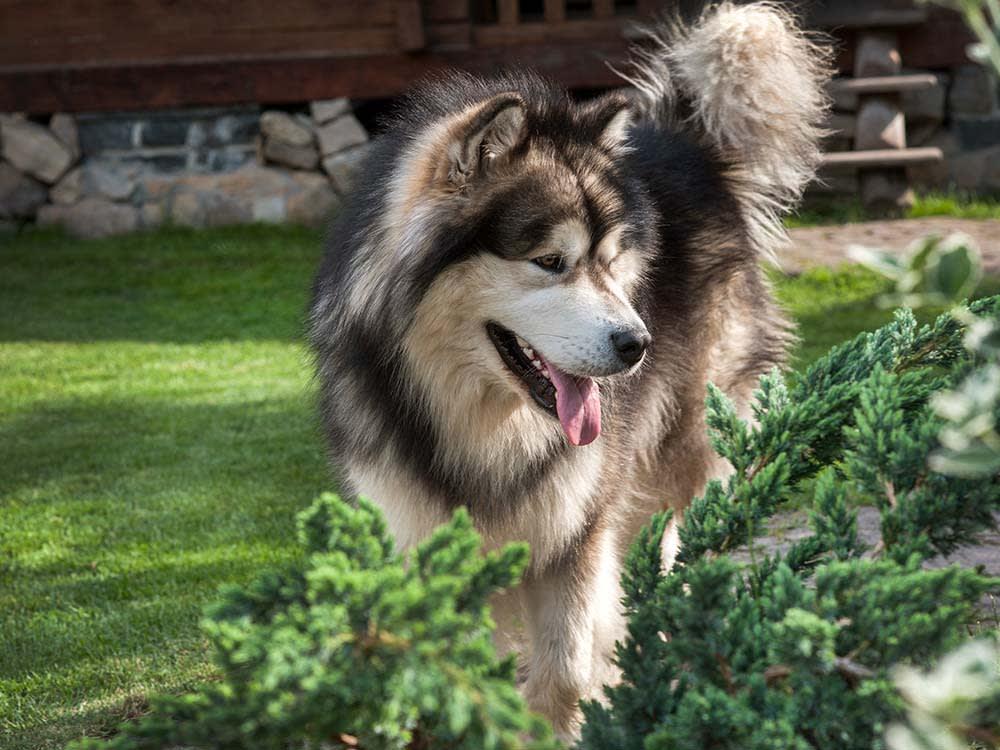 Alaskan Malamute
