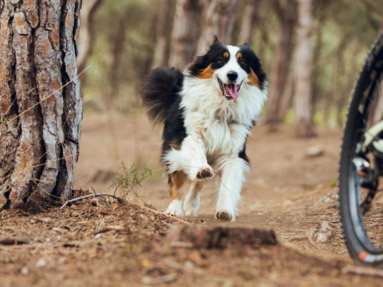 running Australian Shepherd