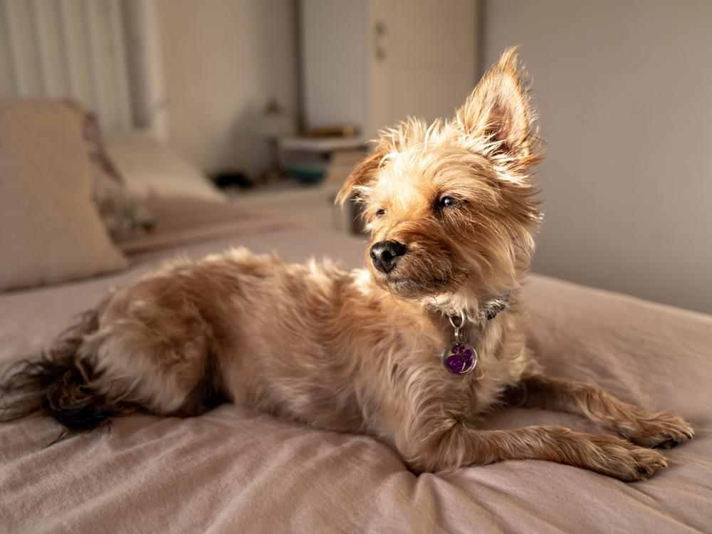 yorkie poo on bed