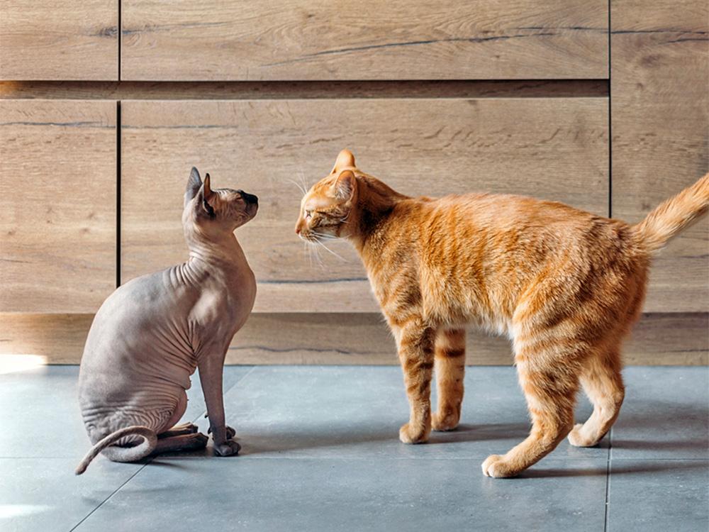 social Sphynx being introduced to orange cat
