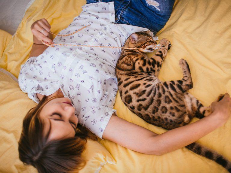 bengal cat playing on bed