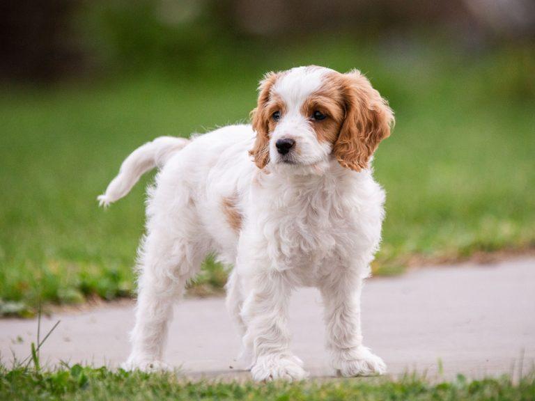 Cavachon