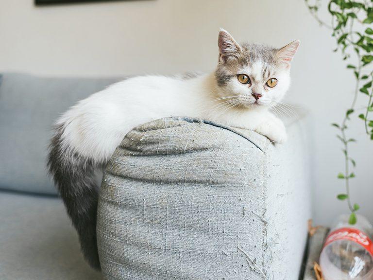 munchkin cat on sofa