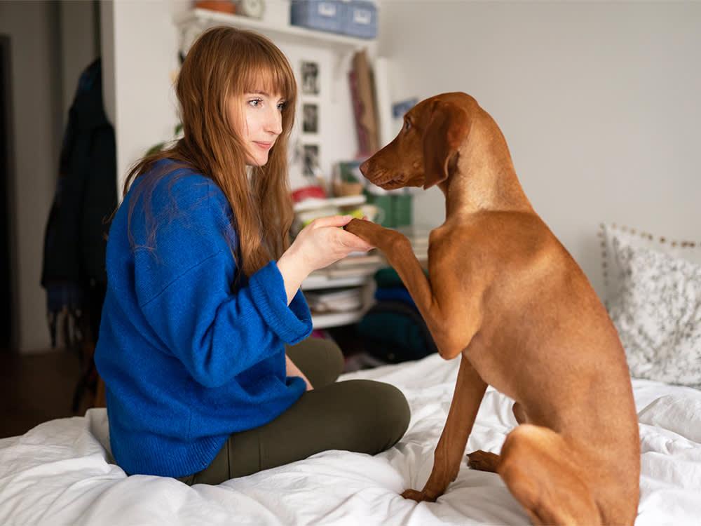 Vizsla trained by woman