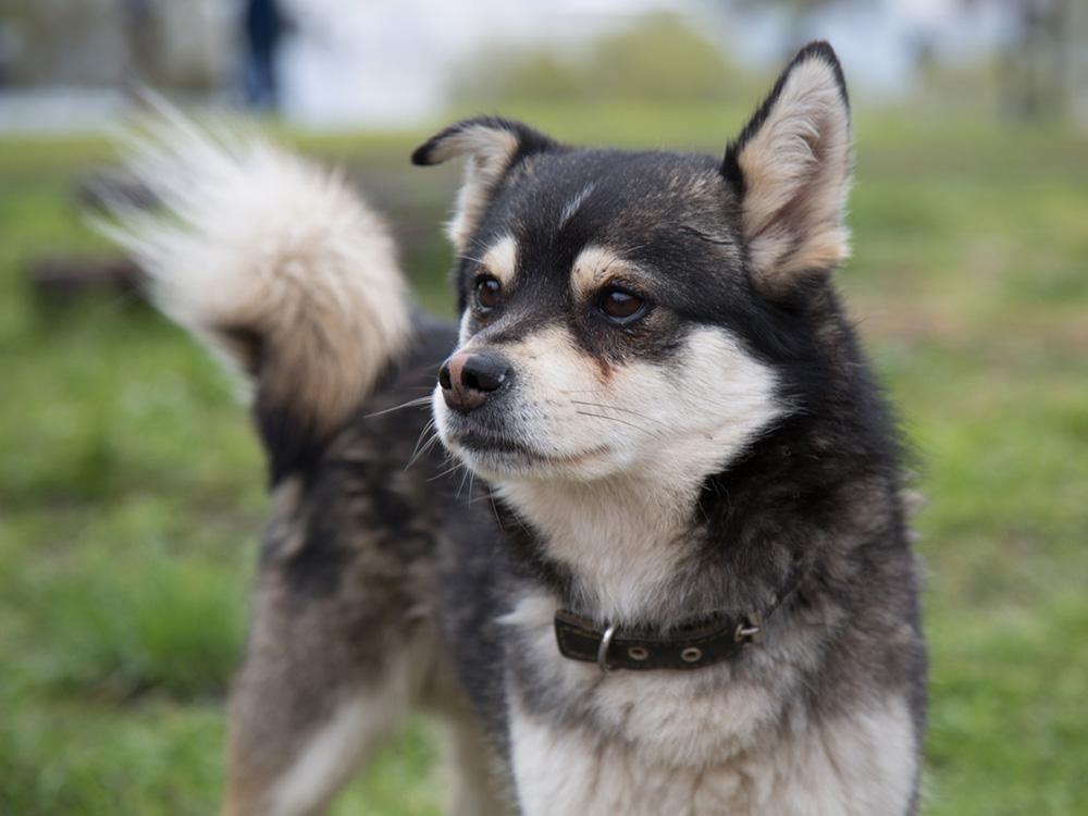 Chisky: Chihuahua + Husky