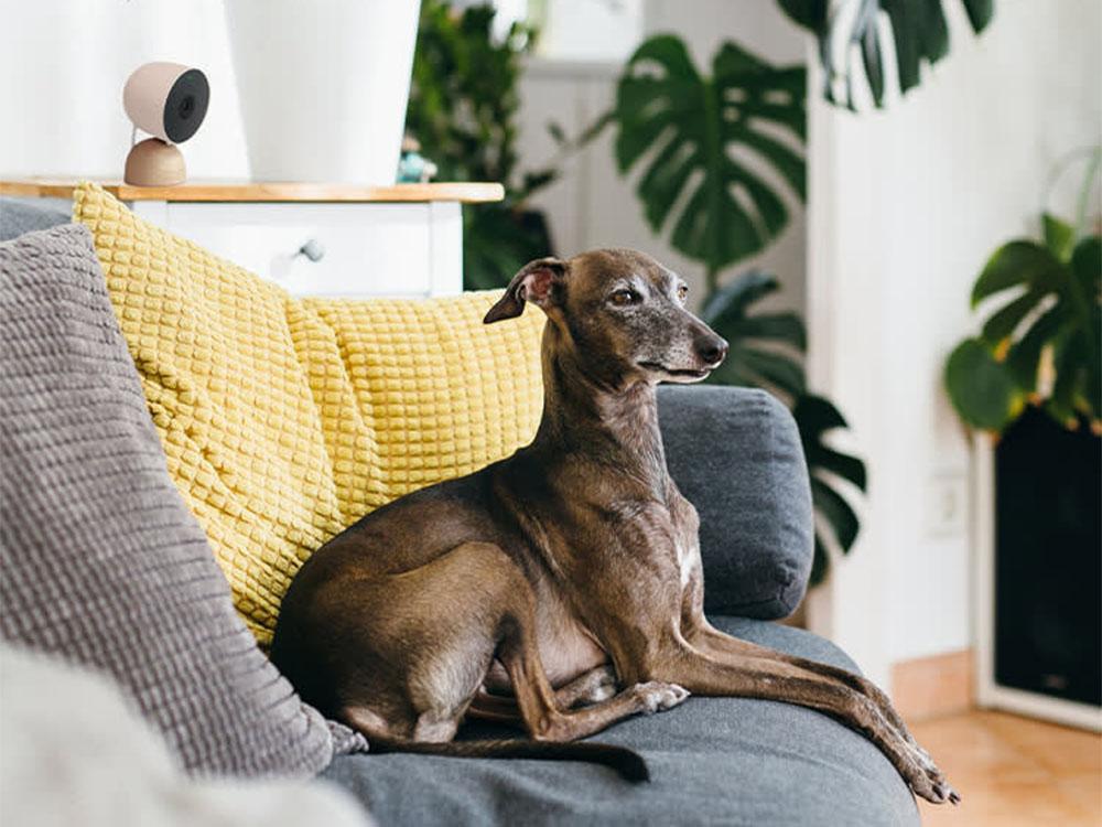 Whippet on sofa