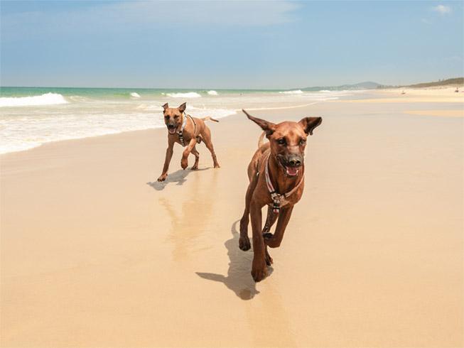 two running Rhodesian ridgebacks on beach